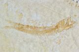 Limestone Clock With Fossil Fish & Dendrites - Solnhofen Limestone #103626-2